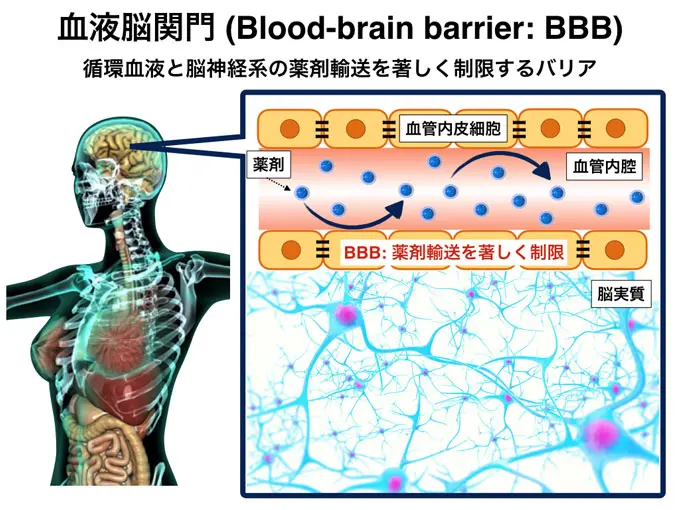 Schematic image of the blood-brain barrier